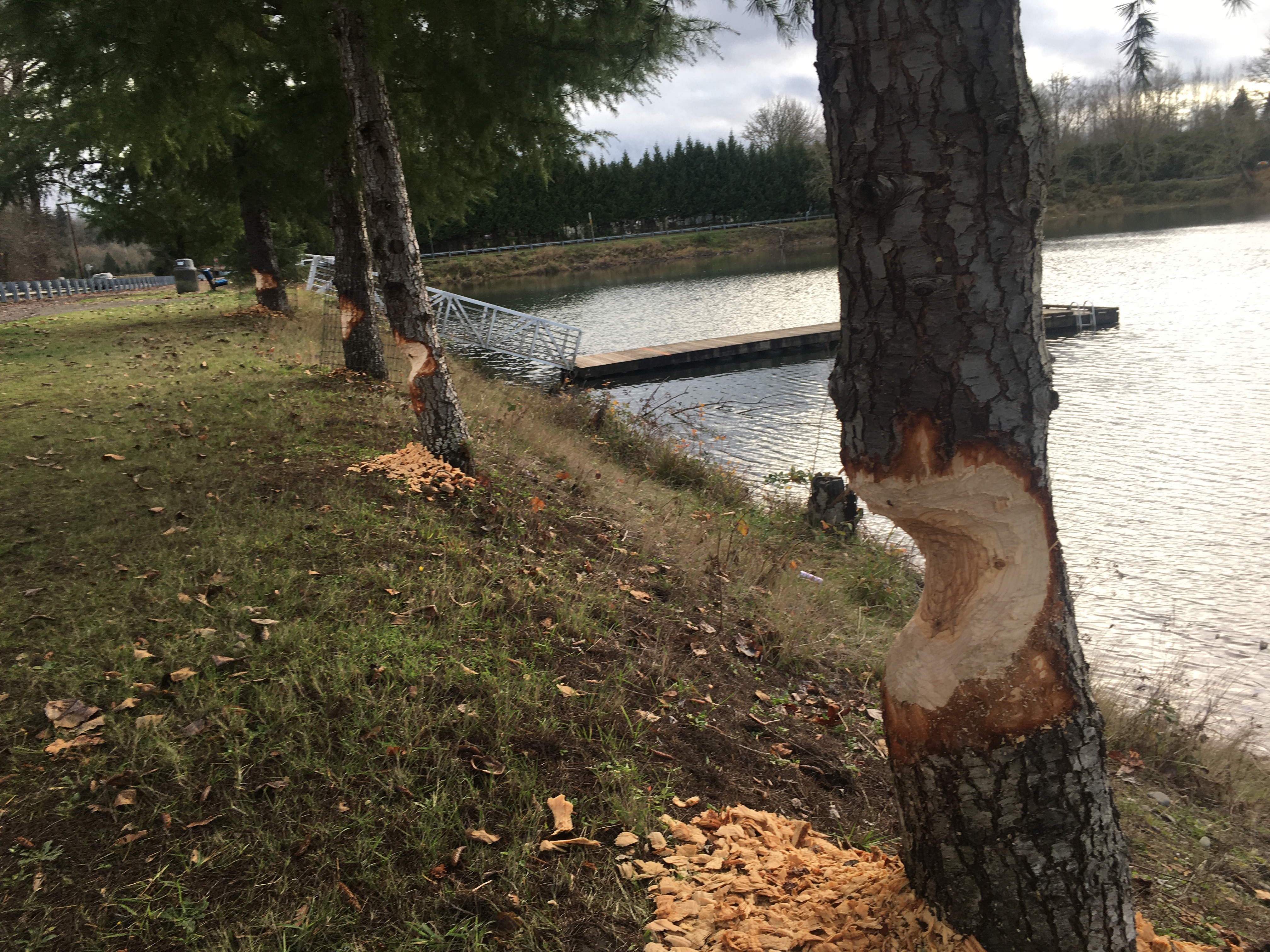 Fresh beaver chew damage on shoreline trees at Wallace Pond.